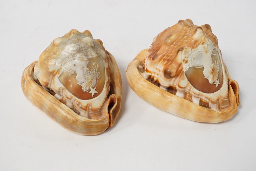 Two Neopolitan conch shells with carved cameo cartouches of Victorian ladies faces with stars above. 13.5cm high., Condition - good